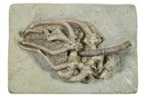 Superb, Fossil Crinoid (Agaricocrinus) & Starfish - Indiana #296786-2